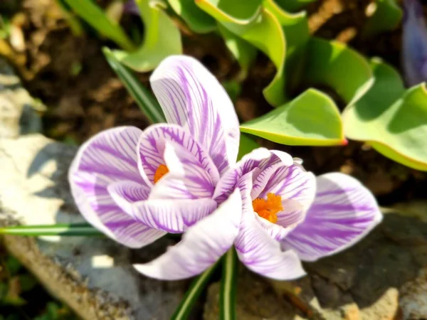 Fioritura Viola Bianco Crocus Primavera Vicino — Foto Stock