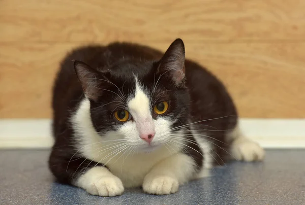 Mignon Chat Européen Poil Court Noir Blanc Avec Des Yeux — Photo