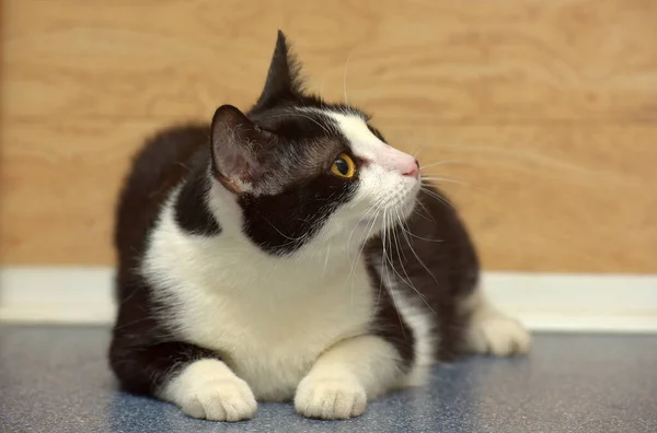 Bonito Preto Branco Europeu Shorthair Gato Com Olhos Laranja — Fotografia de Stock