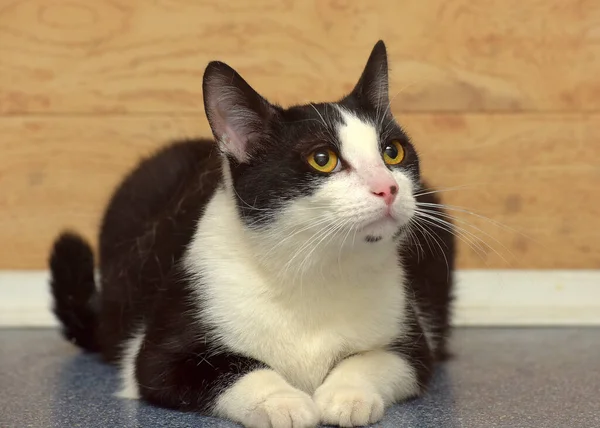 Mignon Chat Européen Poil Court Noir Blanc Avec Des Yeux — Photo