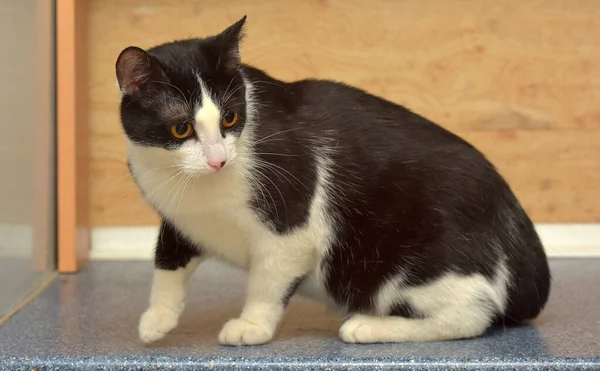 Mignon Chat Européen Poil Court Noir Blanc Avec Des Yeux — Photo