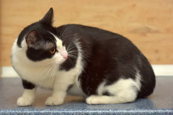 Słodkie Czarny Biały Europejski Krotkie Kot Pomarańczowe Oczy — Zdjęcie stockowe
