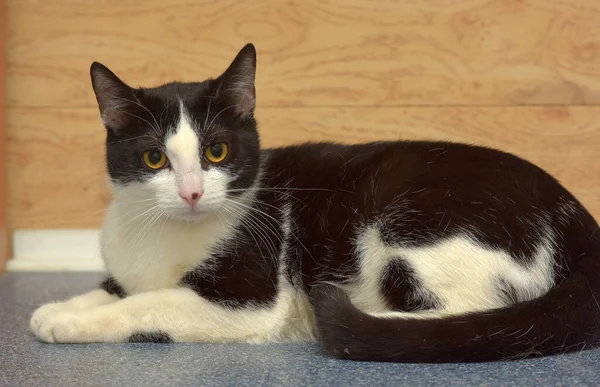 Mignon Chat Européen Poil Court Noir Blanc Avec Des Yeux — Photo