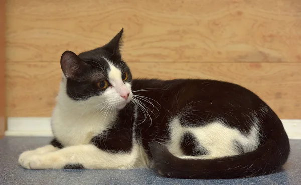 Mignon Chat Européen Poil Court Noir Blanc Avec Des Yeux — Photo