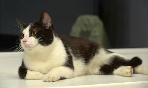 Lindo Negro Blanco Europeo Taquigrafía Gato Con Naranja Ojos —  Fotos de Stock