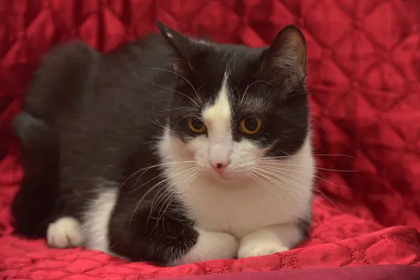 Mignon Chat Européen Poil Court Noir Blanc Avec Des Yeux — Photo