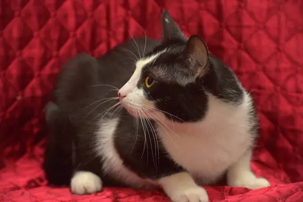 Bonito Preto Branco Europeu Shorthair Gato Com Olhos Laranja — Fotografia de Stock