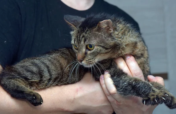 Seekor Kucing Dengan Telinga Terpotong Setelah Sterilisasi Tempat Penampungan — Stok Foto