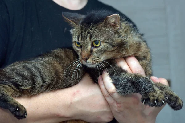 Gato Con Una Oreja Recortada Después Esterilización Refugio — Foto de Stock