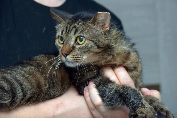 Seekor Kucing Dengan Telinga Terpotong Setelah Sterilisasi Tempat Penampungan — Stok Foto