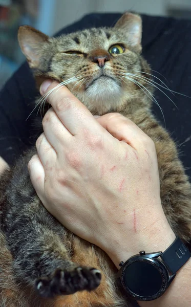Gatto Con Orecchio Ritagliato Dopo Sterilizzazione Rifugio — Foto Stock