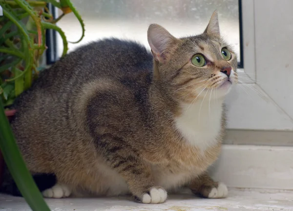 窓辺の茶色い猫が怖い — ストック写真