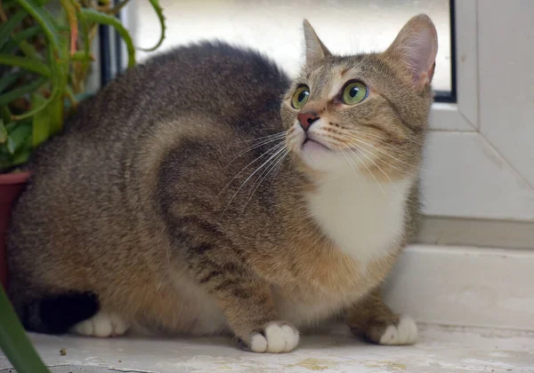 Korkak Kahverengi Kedi Pencere Eşiğinde Yaklaş — Stok fotoğraf