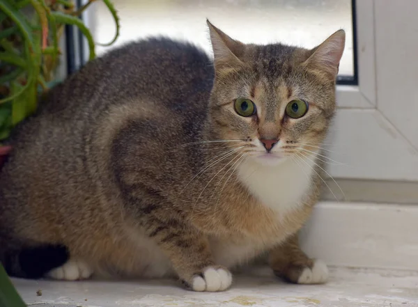 窓辺の茶色い猫が怖い — ストック写真