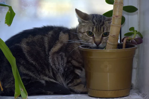 Chat Brun Effrayé Sur Rebord Fenêtre Fermer — Photo