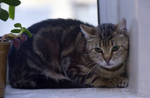 Vystrašená Hnědá Kočka Parapetu Zblízka — Stock fotografie