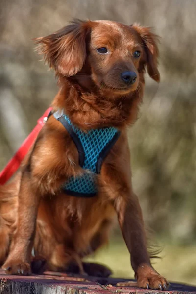 Kleine Gember Hond Van Nevskaya Orchidee Ras Voor Een Wandeling — Stockfoto