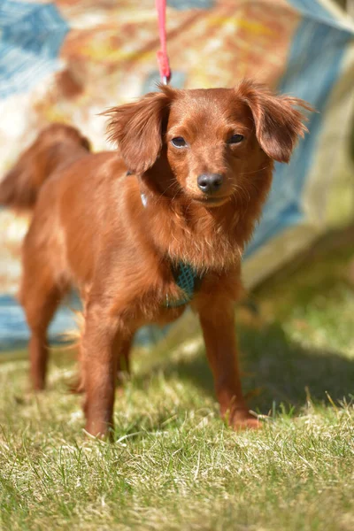 Small Ginger Dog Nevskaya Orchid Breed Walk — Stock Photo, Image