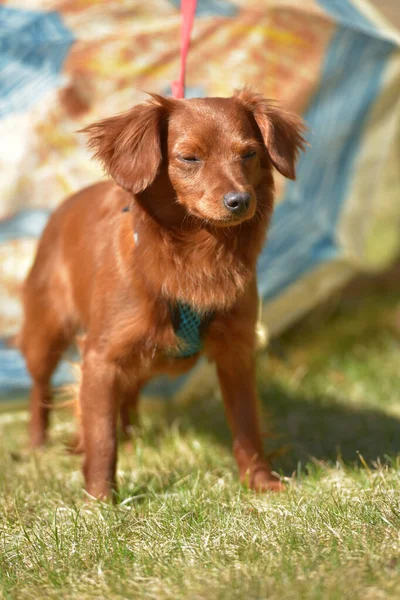 Kleine Gember Hond Van Nevskaya Orchidee Ras Voor Een Wandeling — Stockfoto