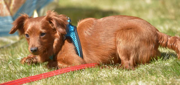 Small Ginger Dog Nevskaya Orchid Breed Walk — Stock Photo, Image