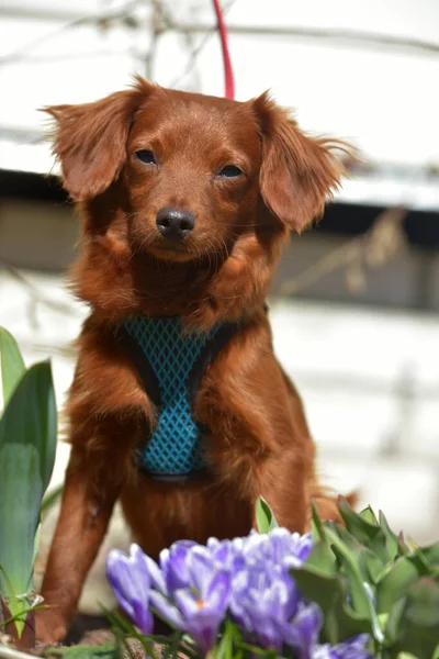 Kleine Gember Hond Van Nevskaya Orchidee Ras Voor Een Wandeling — Stockfoto