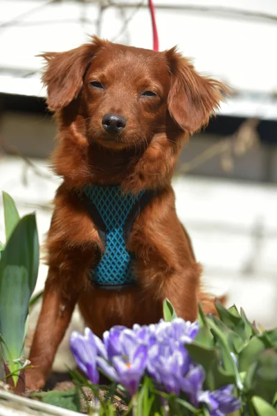Kleiner Ingwerhund Der Orchideenart Newskaja Spazieren — Stockfoto