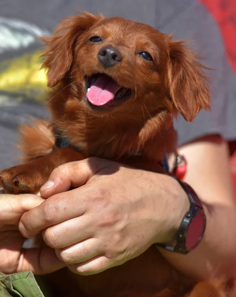 Kleiner Ingwerhund Der Orchideenart Newskaja Spazieren — Stockfoto