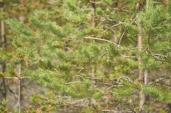 Árboles Jóvenes Verano Bosque Crecimiento Denso — Foto de Stock