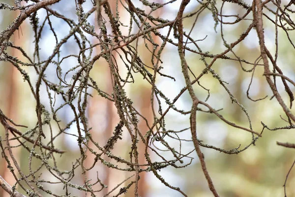 苔と地衣類の木の枝の閉鎖 — ストック写真