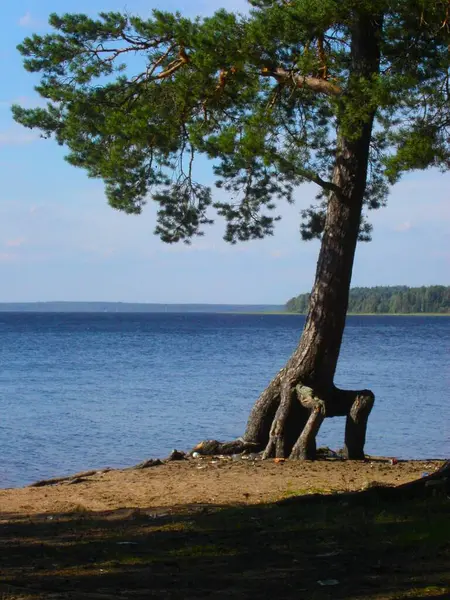 清澈的湖面 陡峭的沙滩上 长着张开的树根的高大松树 — 图库照片
