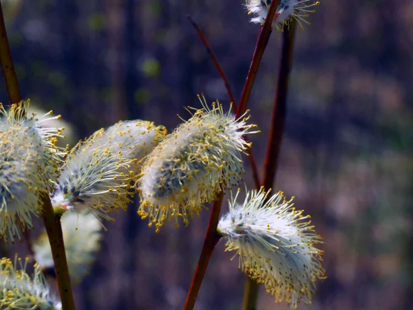 Blooming Pussy Willow Tree Branch Spring Forest — Stock fotografie