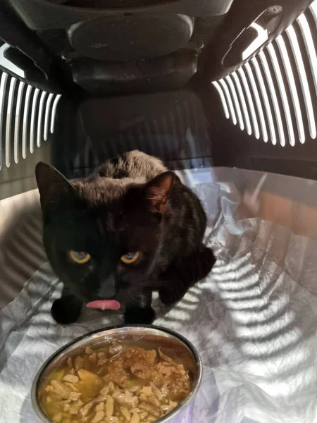 Carried Black Cat Animal Shelter Close — Stock Photo, Image