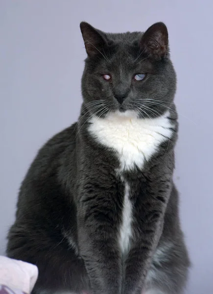 Gato Gris Con Los Pechos Blancos Con Los Ojos Doloridos —  Fotos de Stock