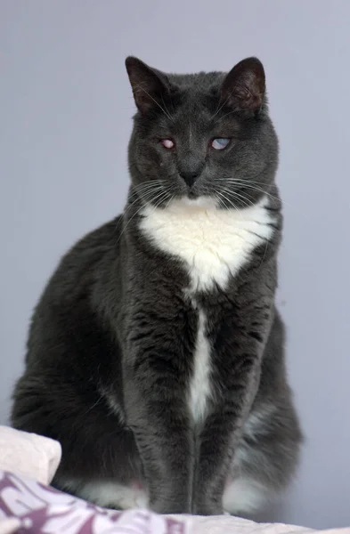 Gatto Grigio Con Seni Bianchi Con Gli Occhi Doloranti Nel — Foto Stock