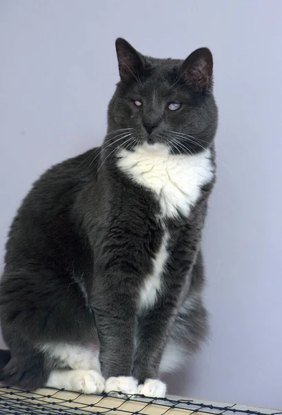 Gatto Grigio Con Seni Bianchi Con Gli Occhi Doloranti Nel — Foto Stock