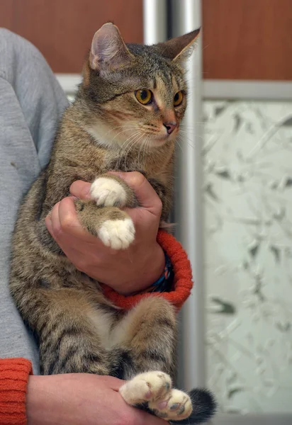 Cute Bergaris Garis Kucing Dengan Cakar Putih Lengan Dekat — Stok Foto