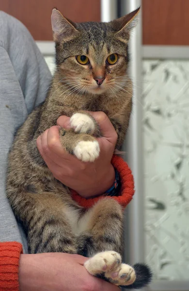 Cute Bergaris Garis Kucing Dengan Cakar Putih Lengan Dekat — Stok Foto