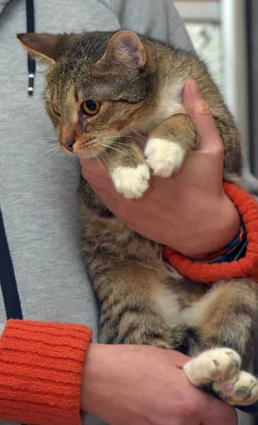 Niedliche Gestreifte Katze Mit Weißen Pfoten Den Armen Aus Nächster — Stockfoto