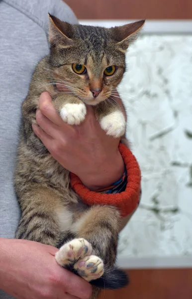 Cute Bergaris Garis Kucing Dengan Cakar Putih Lengan Dekat — Stok Foto