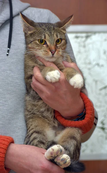 Cute Bergaris Garis Kucing Dengan Cakar Putih Lengan Dekat — Stok Foto