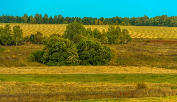 秋天的黄地和蓝天下地平线上的一排排树木 — 图库照片