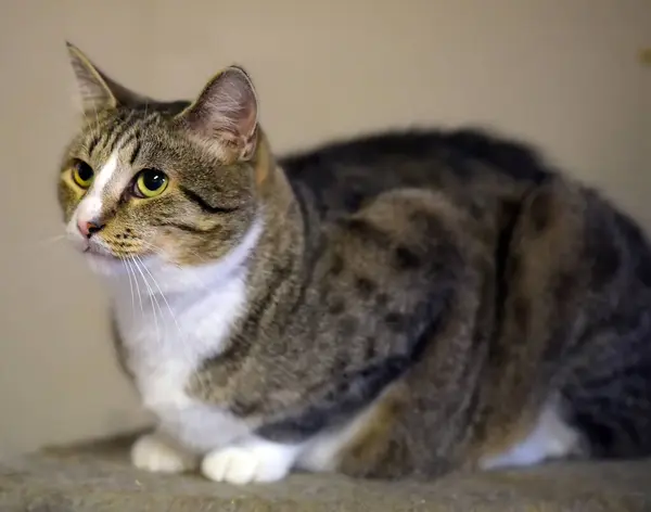 Hauskatze Liegt Drinnen Auf Decke Und Starrt Nahaufnahme Die Kamera — Stockfoto