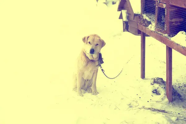 Pies Zimie Łańcuchu Zewnątrz Śniegu — Zdjęcie stockowe