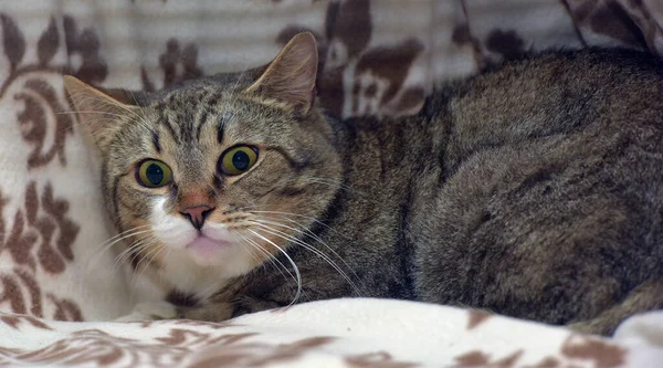 Brown White Cute Tabby Shorthair Cat Big Eyes Close — Stock Photo, Image