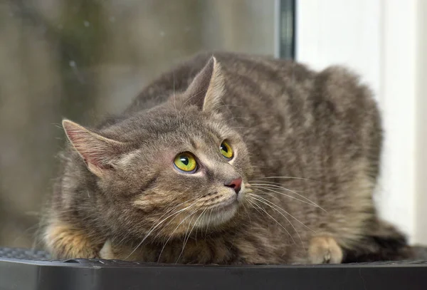 Dym Tabby Kot Tle Okno Zbliżenie — Zdjęcie stockowe