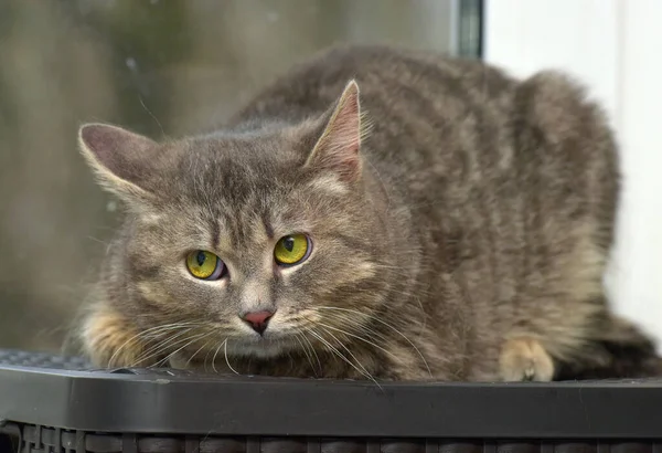 Dym Tabby Kot Tle Okno Zbliżenie — Zdjęcie stockowe