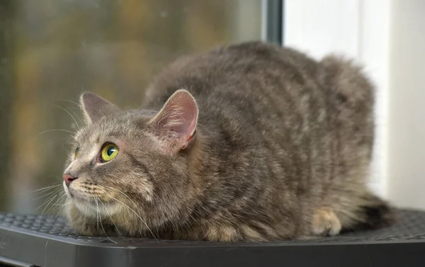 ウィンドウのクローズアップを背景にしたスモーキーなタビー猫 — ストック写真