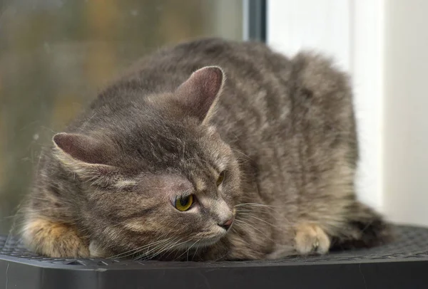 Gato Fumegante Tabby Fundo Uma Janela Close — Fotografia de Stock