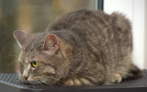 Dym Tabby Kot Tle Okno Zbliżenie — Zdjęcie stockowe