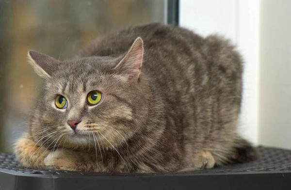 Dym Tabby Kot Tle Okno Zbliżenie — Zdjęcie stockowe